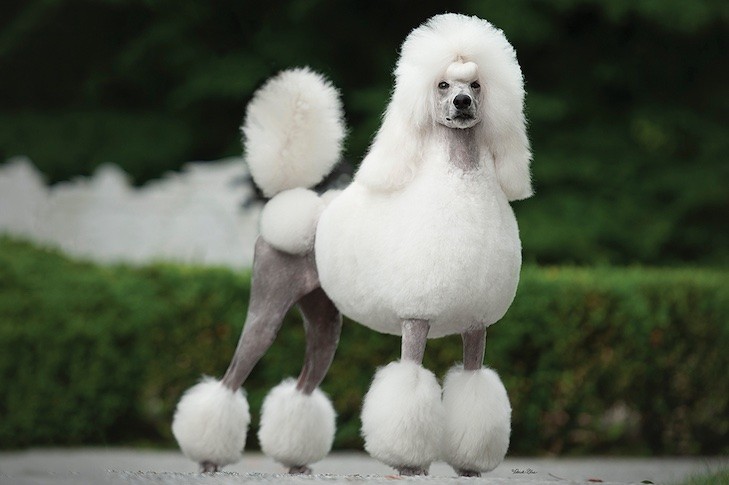 a picture of a poodle